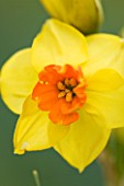 SCENTED NARCISSI (DAFFODILS) FROM SCILLY ISLANDS: NARCISSUS SCILLY PRIDE