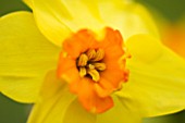 SCENTED NARCISSI (DAFFODILS) FROM SCILLY ISLANDS: NARCISSUS SCILLY PRIDE