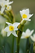 SCENTED NARCISSI (DAFFODILS) FROM SCILLY ISLANDS: NARCISSUS GRAND PRIMO