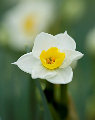 SCENTED_NARCISSI_DAFFODILS_FROM_SCILLY_ISLANDS_NARCISSUS_AVALANCHE