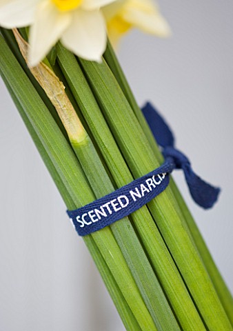 SCENTED_NARCISSI_DAFFODILS_FROM_SCILLY_ISLANDS__BOW_TIED_AROUND_NARCISSI_STEMS