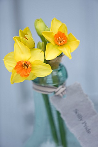 SCENTED_NARCISSI_DAFFODILS_FROM_SCILLY_ISLANDS__NARCISSUS_SCILLY_PRIDE_IN_A_GLASS_BOTTLE__STYLING_BY