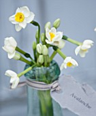 SCENTED NARCISSI (DAFFODILS) FROM SCILLY ISLANDS - NARCISSUS AVALANCHE IN A GLASS BOTTLE - STYLING BY JACKY HOBBS