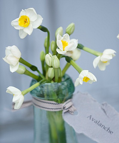 SCENTED_NARCISSI_DAFFODILS_FROM_SCILLY_ISLANDS__NARCISSUS_AVALANCHE_IN_A_GLASS_BOTTLE__STYLING_BY_JA
