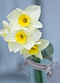 SCENTED NARCISSI (DAFFODILS) FROM SCILLY ISLANDS - NARCISSUS JAMMAGE IN A GLASS BOTTLE - STYLING BY JACKY HOBBS