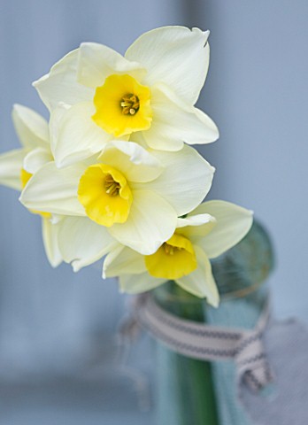 SCENTED_NARCISSI_DAFFODILS_FROM_SCILLY_ISLANDS__NARCISSUS_JAMMAGE_IN_A_GLASS_BOTTLE__STYLING_BY_JACK