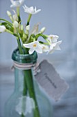 SCENTED NARCISSI (DAFFODILS) FROM SCILLY ISLANDS - NARCISSUS PAPERWHITE IN A GLASS BOTTLE - STYLING BY JACKY HOBBS