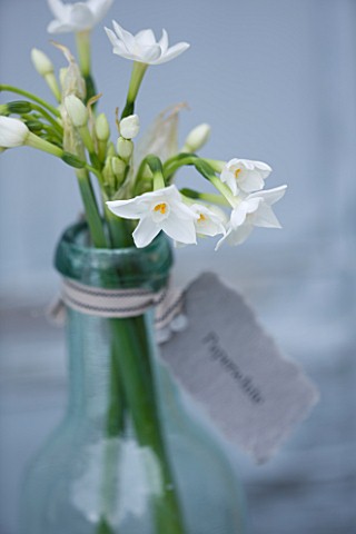 SCENTED_NARCISSI_DAFFODILS_FROM_SCILLY_ISLANDS__NARCISSUS_PAPERWHITE_IN_A_GLASS_BOTTLE__STYLING_BY_J