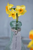 SCENTED NARCISSI (DAFFODILS) FROM SCILLY ISLANDS - NARCISSUS SCILLY VALENTINE IN A GLASS BOTTLE - STYLING BY JACKY HOBBS