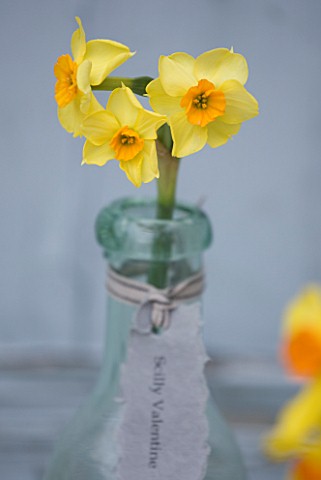 SCENTED_NARCISSI_DAFFODILS_FROM_SCILLY_ISLANDS__NARCISSUS_SCILLY_VALENTINE_IN_A_GLASS_BOTTLE__STYLIN