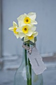 SCENTED NARCISSI (DAFFODILS) FROM SCILLY ISLANDS - NARCISSUS JAMMAGE IN A GLASS BOTTLE - STYLING BY JACKY HOBBS
