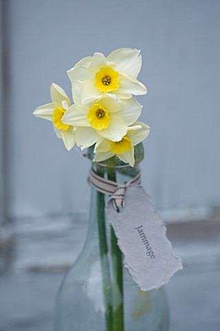 SCENTED_NARCISSI_DAFFODILS_FROM_SCILLY_ISLANDS__NARCISSUS_JAMMAGE_IN_A_GLASS_BOTTLE__STYLING_BY_JACK