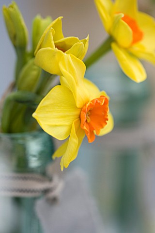 SCENTED_NARCISSI_DAFFODILS_FROM_SCILLY_ISLANDS__NARCISSUS_SCILLY_PRIDE_IN_A_GLASS_BOTTLE__STYLING_BY
