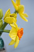SCENTED NARCISSI (DAFFODILS) FROM SCILLY ISLANDS - NARCISSUS SCILLY PRIDE IN A GLASS BOTTLE - STYLING BY JACKY HOBBS