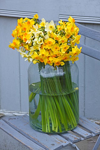 SCENTED_NARCISSI_DAFFODILS_FROM_SCILLY_ISLANDS__NARCISSUS_IN_A_LARGE_GLASS_VASE__STYLING_BY_JACKY_HO