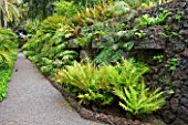 THE JARDIN DE ACLIMATACION DE LA OROTAVA  TENERIFE  CANARY ISLANDS: PATH THROUGH FERNERY WITH FERNS GROWING OUT OF A  VOLCANIC WALL