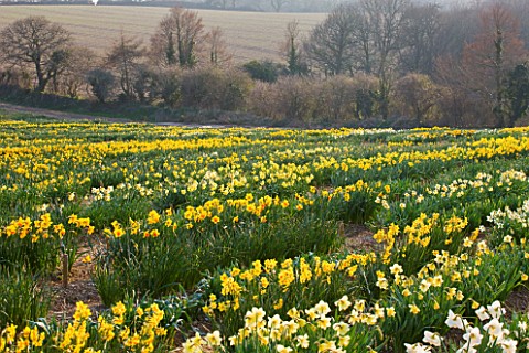 RASCAMP__QUALITY_DAFFODILS__CORNWALL_DAFFODILS_GROWING_IN_THE_TRIAL_FIELD