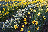 R.A.SCAMP  QUALITY DAFFODILS  CORNWALL: DAFFODILS GROWING IN THE TRIAL FIELD