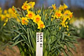 R.A.SCAMP  QUALITY DAFFODILS  CORNWALL: NARCISSUS LADY BE GOOD GROWING IN THE TRIAL FIELD