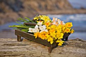 R.A.SCAMP  QUALITY DAFFODILS  CORNWALL: DAFFODILS IN A WOODEN BOX  BY THE SEASIDE NEAR FALMOUTH