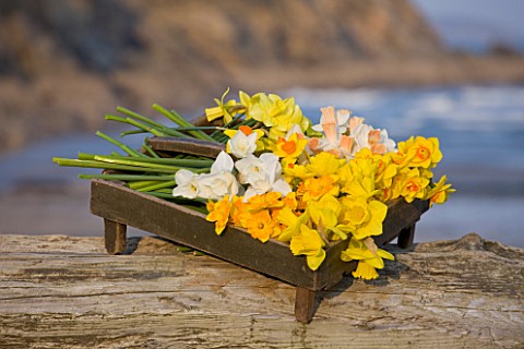 RASCAMP__QUALITY_DAFFODILS__CORNWALL_DAFFODILS_IN_A_WOODEN_BOX__BY_THE_SEASIDE_NEAR_FALMOUTH