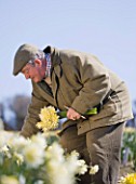 R.A.SCAMP  QUALITY DAFFODILS  CORNWALL: RON SCAMP IN THE BULB FIELD PICKING NARCISSI