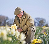R.A.SCAMP  QUALITY DAFFODILS  CORNWALL: RON SCAMP IN THE BULB FIELD PICKING NARCISSI
