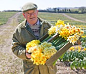 R.A.SCAMP  QUALITY DAFFODILS  CORNWALL: RON SCAMP IN THE BULB FIELD WITH A BOX OF HERITAGE NARCISSI (DAFFODILS) FRESHLY PICKED