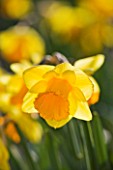 R.A.SCAMP  QUALITY DAFFODILS  CORNWALL: DAFFODIL - NARCISSUS UNCLE DUNCAN