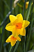 R.A.SCAMP  QUALITY DAFFODILS  CORNWALL: DAFFODIL - NARCISSUS KATHERINE JENKINS