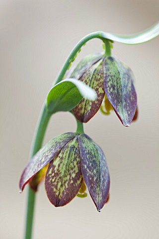 LAURENCE_HILL_COLLECTION_OF_FRITILLARIA_FRITILLARIA_AFFINIS