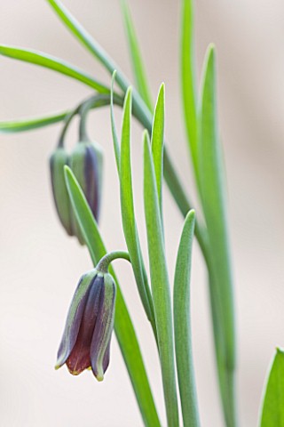 LAURENCE_HILL_COLLECTION_OF_FRITILLARIA_FRITILLARIA_ELWESII