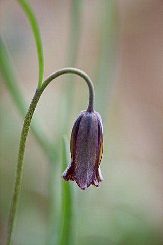 LAURENCE_HILL_COLLECTION_OF_FRITILLARIA_FRITILLARIA_LATAKIENSIS