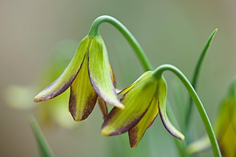 LAURENCE_HILL_COLLECTION_OF_FRITILLARIA_FRITILLARIA_CARICA