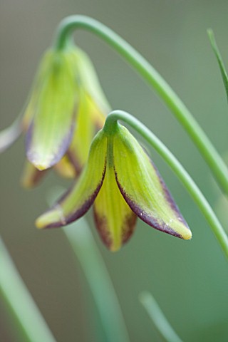 LAURENCE_HILL_COLLECTION_OF_FRITILLARIA_FRITILLARIA_CARICA