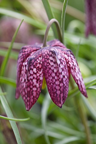 LAURENCE_HILL_COLLECTION_OF_FRITILLARIA_FRITILLARIA_MELEAGRIS