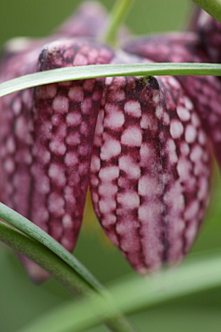 LAURENCE_HILL_COLLECTION_OF_FRITILLARIA_FRITILLARIA_MELEAGRIS