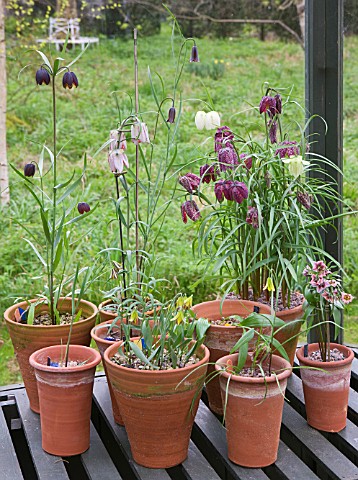 LAURENCE_HILL_COLLECTION_OF_FRITILLARIA_FRITILLARIA_IN_TERRACOTTA_CONTAINERS