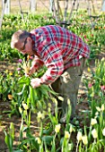 BLOMS BULBS  HERTFORDSHIRE: PICKING TULIP WHITE TRIUMPHATOR FOR THE CHELSEA FLOWER SHOW DISPLAY