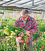 BLOMS BULBS  HERTFORDSHIRE: PICKING TULIP WHITE TRIUMPHATOR FOR THE CHELSEA FLOWER SHOW DISPLAY
