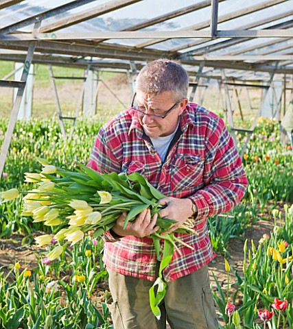 BLOMS_BULBS__HERTFORDSHIRE_PICKING_TULIP_WHITE_TRIUMPHATOR_FOR_THE_CHELSEA_FLOWER_SHOW_DISPLAY