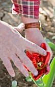 BLOMS BULBS  HERTFORDSHIRE: PICKING TULIP CARNIVAL DE NICE FOR THE CHELSEA FLOWER SHOW DISPLAY