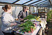 BLOMS BULBS  HERTFORDSHIRE: TULIPS BEING WRAPPED READY TO BE PUT IN THE FREEZER UNTIL THE CHELSEA FLOWER SHOW