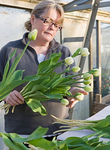 BLOMS_BULBS__HERTFORDSHIRE_TULIP_MOUNT_TACOMA_BEING_WRAPPED_READY_TO_BE_PUT_IN_THE_FREEZER_UNTIL_THE
