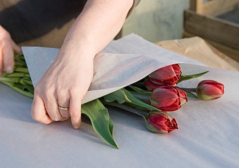 BLOMS_BULBS__HERTFORDSHIRE_TULIP_RED_PRINCESS_BEING_WRAPPED_READY_TO_BE_PUT_IN_THE_FREEZER_UNTIL_THE