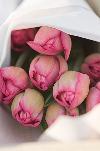 BLOMS_BULBS__HERTFORDSHIRE_TULIP_MYSTIC_VAN_EIJK_WRAPPED_READY_TO_GO_IN_THE_FREEZER_FOR_THE_CHELSEA_