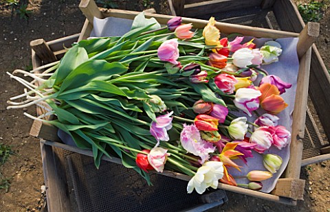 BLOMS_BULBS__HERTFORDSHIRE_TULIPS_WAITING_TO_BE__WRAPPED_READY_TO_GO_IN_THE_FREEZER_FOR_THE_CHELSEA_