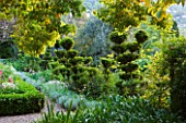 VILLA FORT FRANCE  GRASSE  FRANCE:TOPIARY IN THE BACK GARDEN AT DAWN