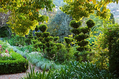 VILLA_FORT_FRANCE__GRASSE__FRANCETOPIARY_IN_THE_BACK_GARDEN_AT_DAWN