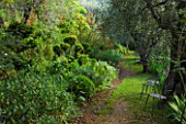 VILLA FORT FRANCE  GRASSE  FRANCE: WOODLAND WITH CHAIRS  CLIPPED TOPIARY  OLIVES AND SALVIA GESNERIFLORA